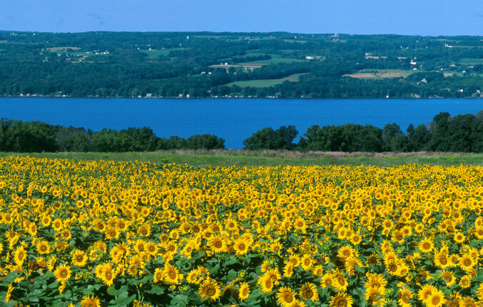 A field of sunflowers in front of a lake.