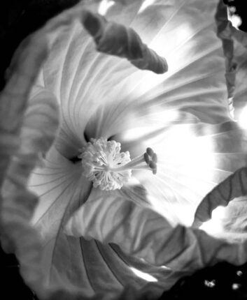 A black and white photo of a hibiscus flower.