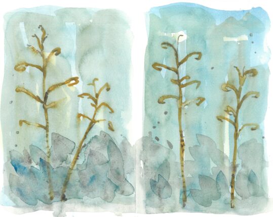 Two watercolor paintings of tall grasses.