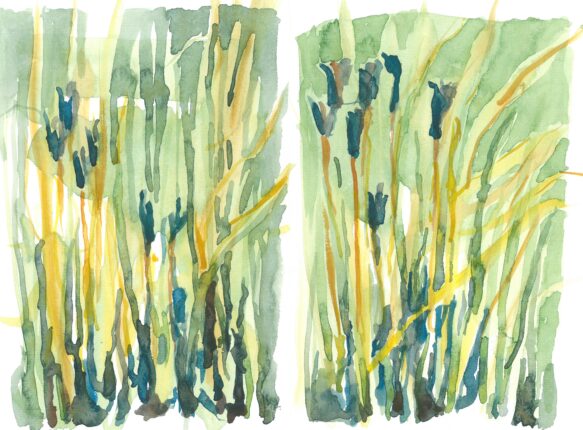 Two watercolor paintings of tall grasses.