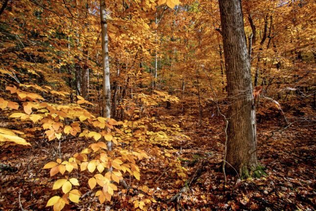 A forest full of yellow leaves in the fall.