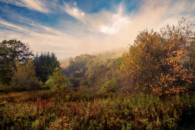 A field with trees and a cloudy sky.